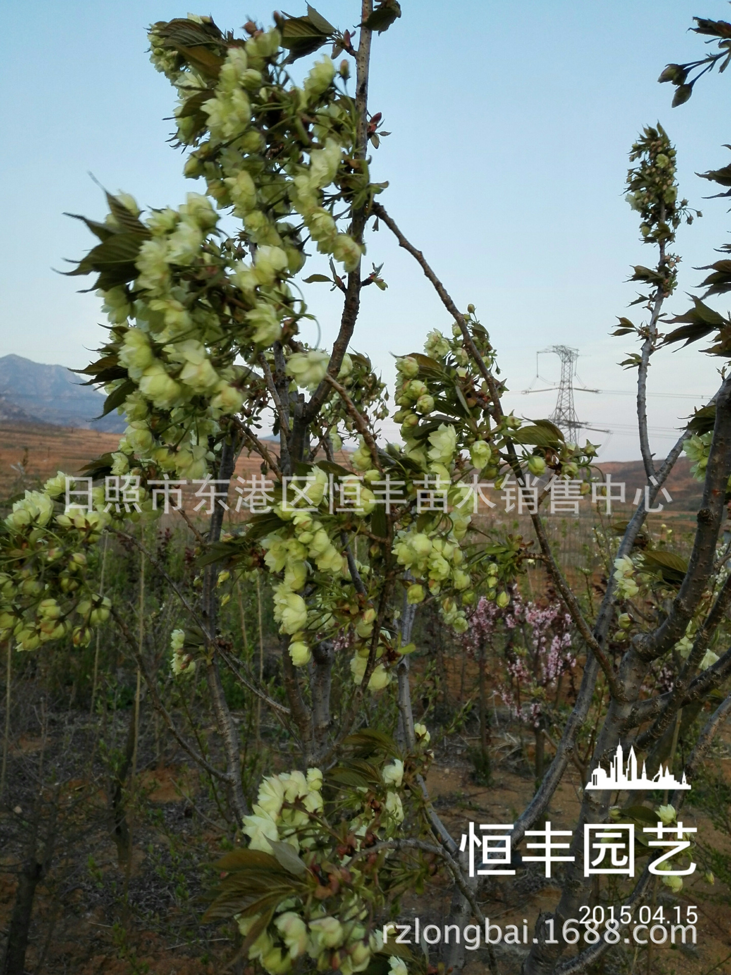 绿樱最新价格 供应郁金绿樱花 绿樱花 郁金樱花 绿樱-阿里巴巴