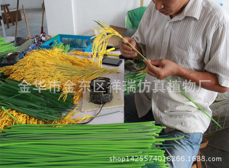 XRB-068单枝水稻6叶150CM工序1