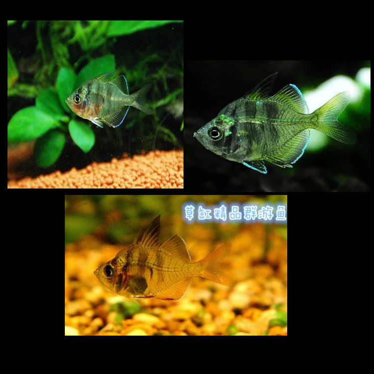 QQ图片20150613125045_副本