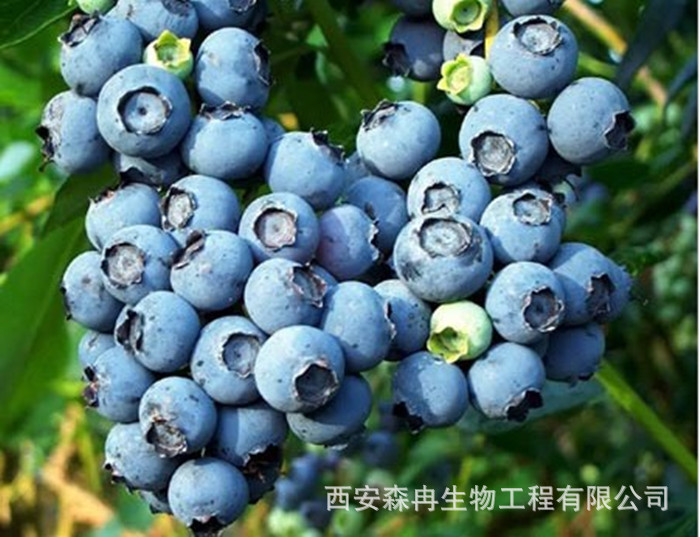 藍(lán)莓 (2)