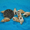 Home decoration natural conch shell boutique aquarium decorative ornaments collection shallow snails small snail -snail