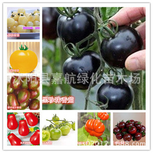 ���ҷ��ѷN�Ӽt�������}Ů���N�Ӱ�ɫ���ҷ��������߲˷N���ļ���