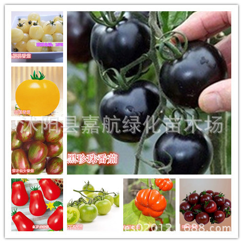 樱桃番茄种子红珍珠紫圣女果种子白色樱桃番茄盆栽蔬菜种子四季播