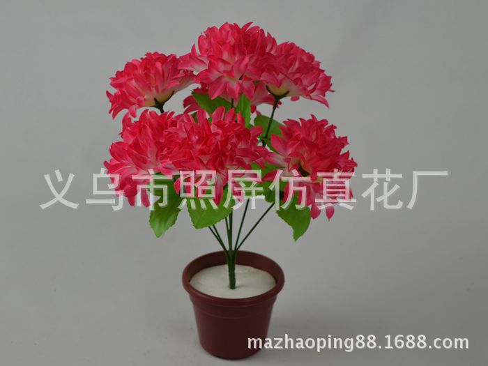 7頭爪菊11