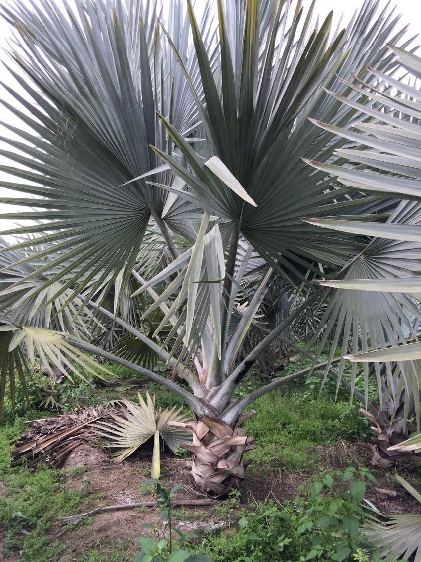 神马影院欧美大片