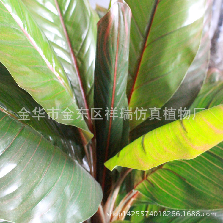 XRS-093单杆美人蕉叶树秋色叶子近照