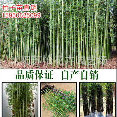 wholesale high-grade colour Jin Xiang Yu Shichiku Bamboo courtyard Green seedlings Breed Specifications Complete