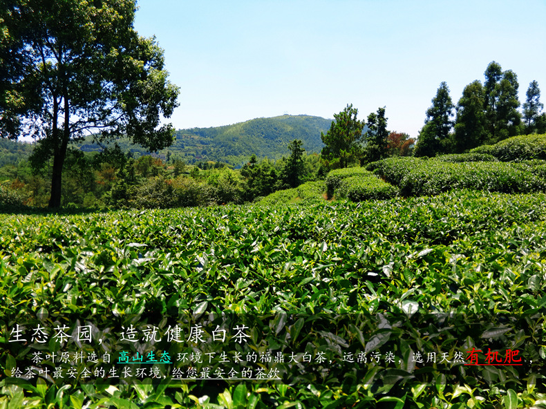 生态茶园_副本