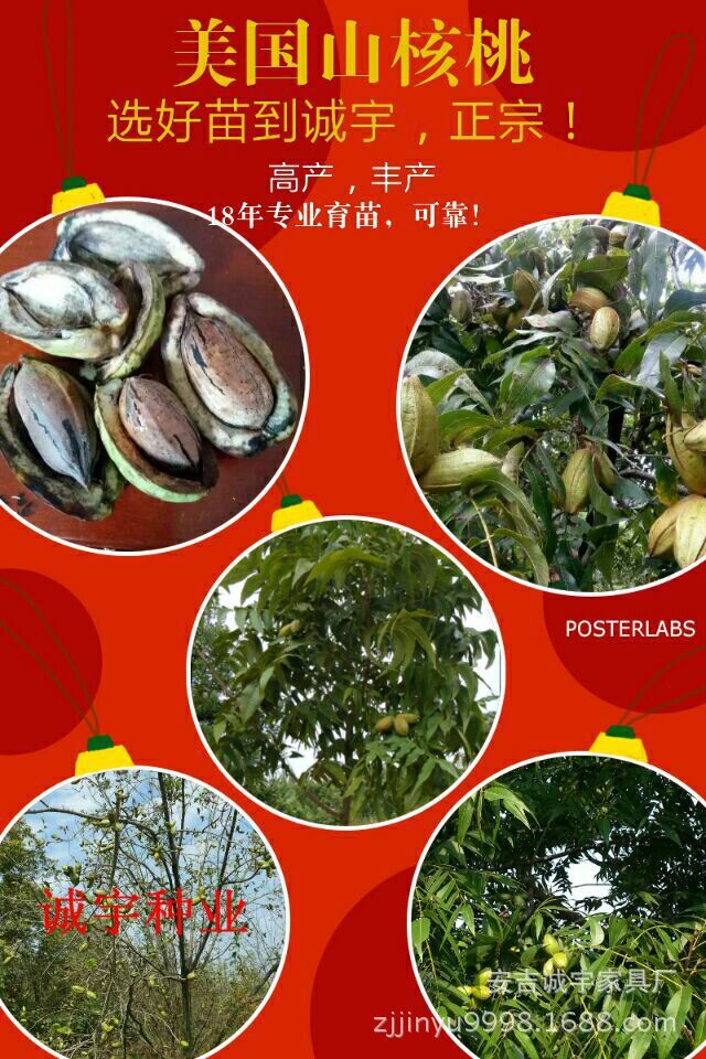 supply Fruit tree seedlings Walnut seedlings (Mu Ten thousand yuan Efficient plant project