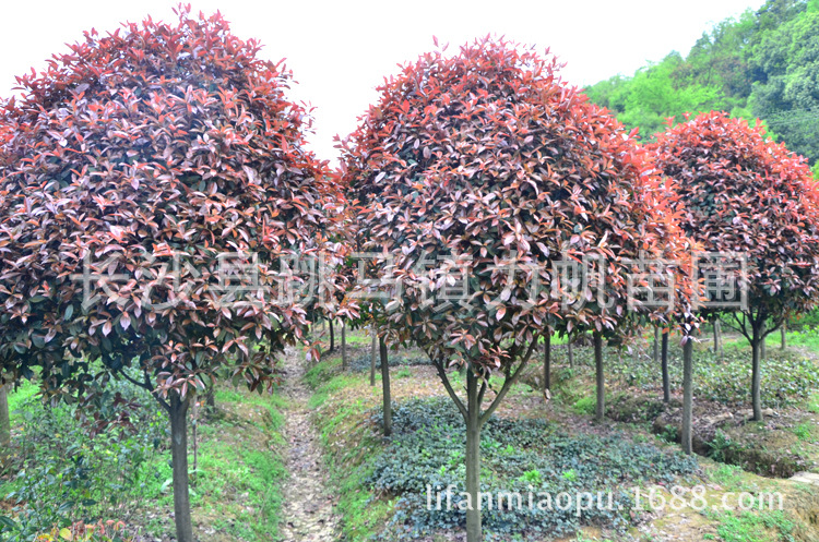 红叶石楠树3