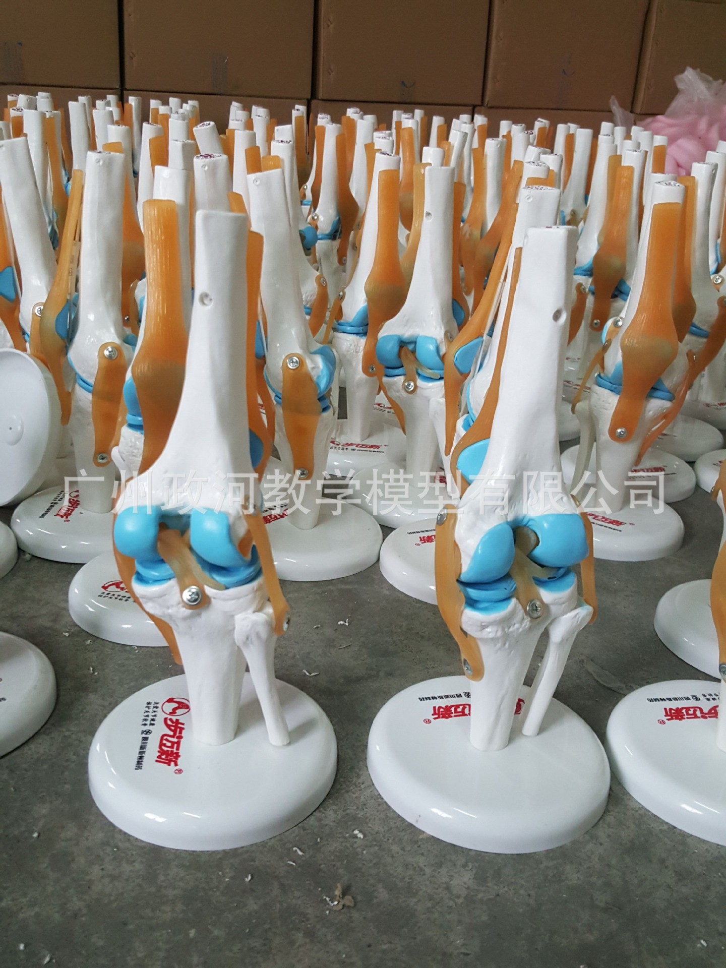 logo定制 人體功能性膝關模型 韌帶模型 膝關節模型 骨科教學