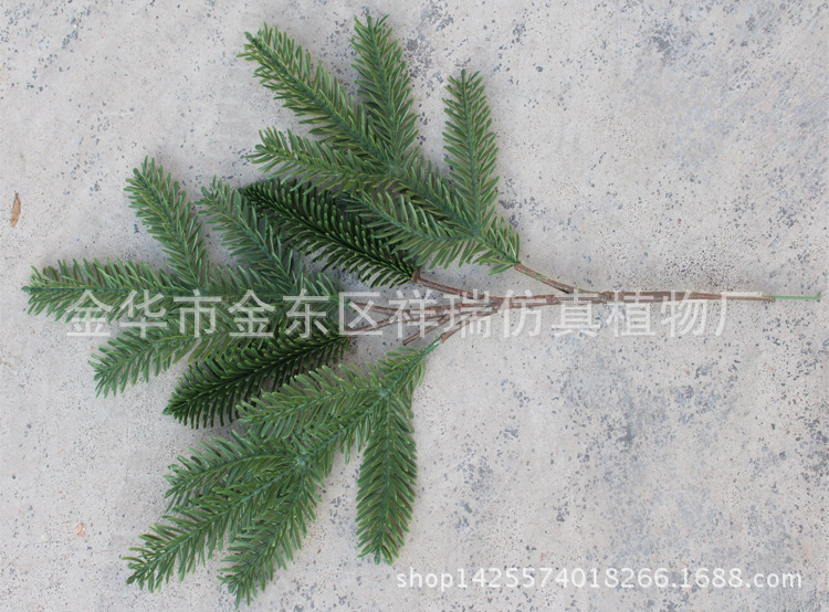 XRB-043岷江冷杉五叉枝17叶1果55厘米