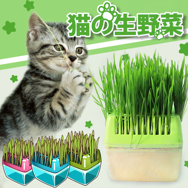 Petstyle猫草套装吐毛球猫薄荷猫零食兔干草鲜黑麦 小麦 阿里巴巴