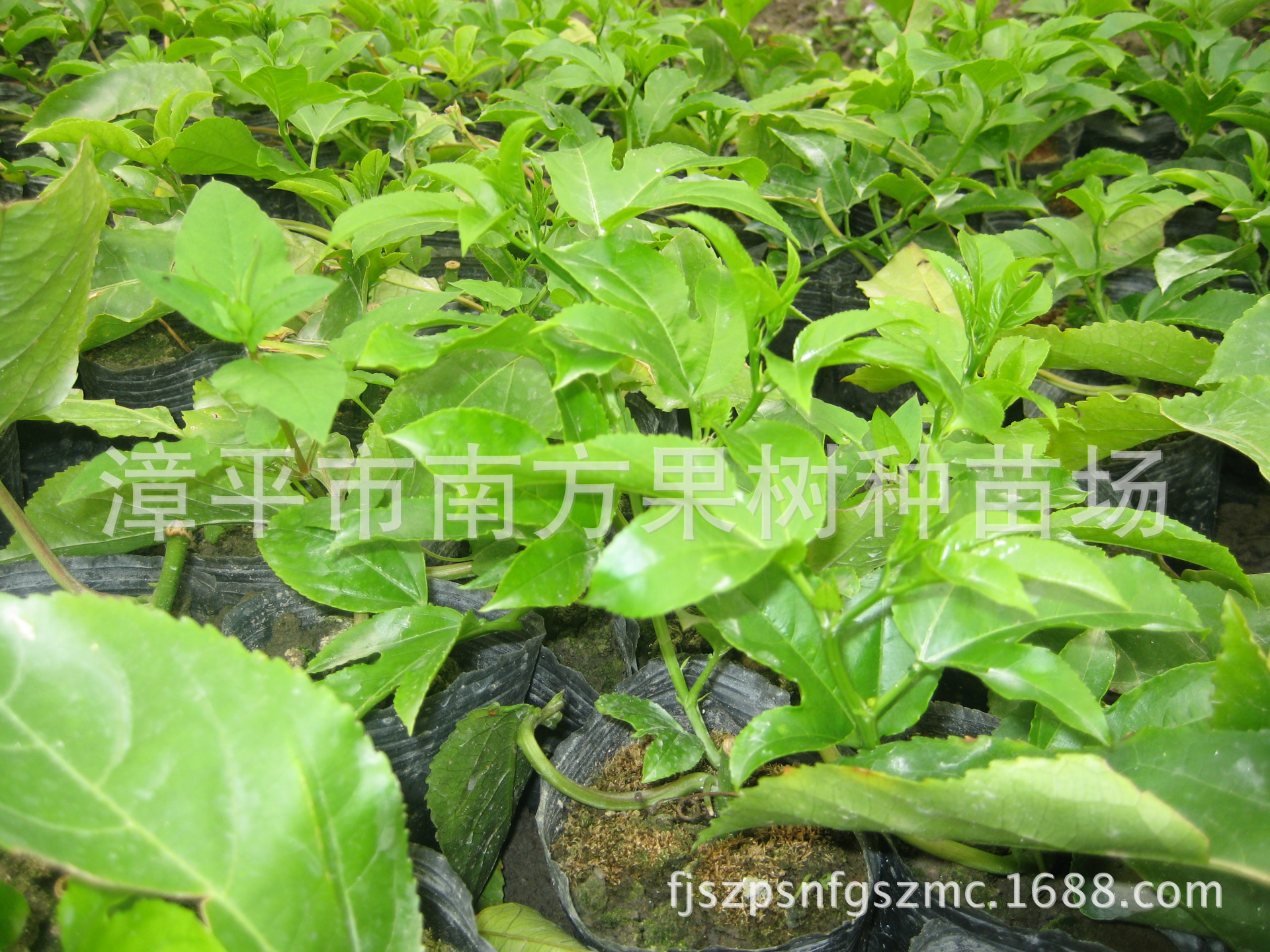 西番莲苗_批发供应紫红色果百香果苗。西番莲