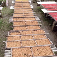 1KG approximately 1100 pieces, wholesale Thai Pagoda Incense, cone incense, aromatherapy incense, incense, sanitary incense, deodorizing incense