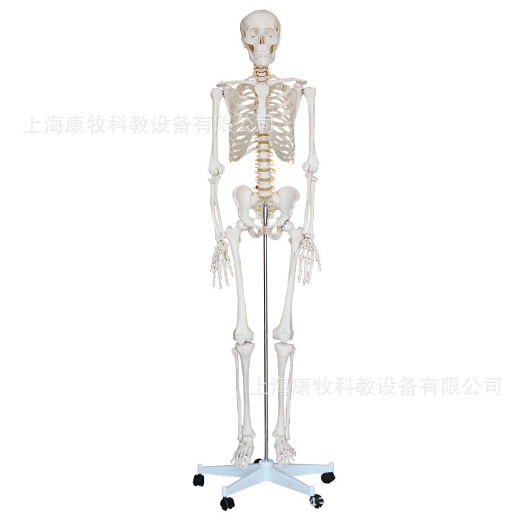 人体骨骼模型（高170cm）