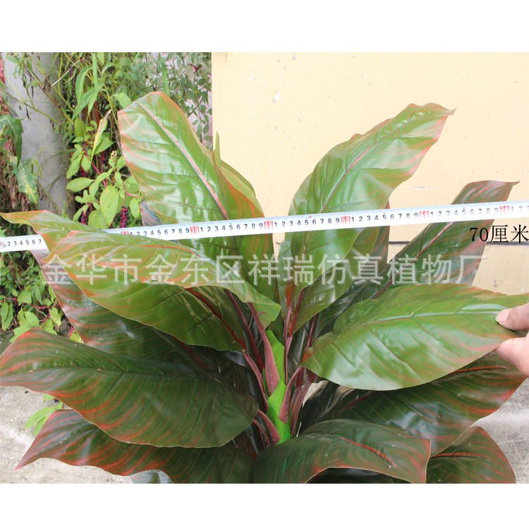 XRS-103盆栽象腿蕉叶大28叶105厘米7