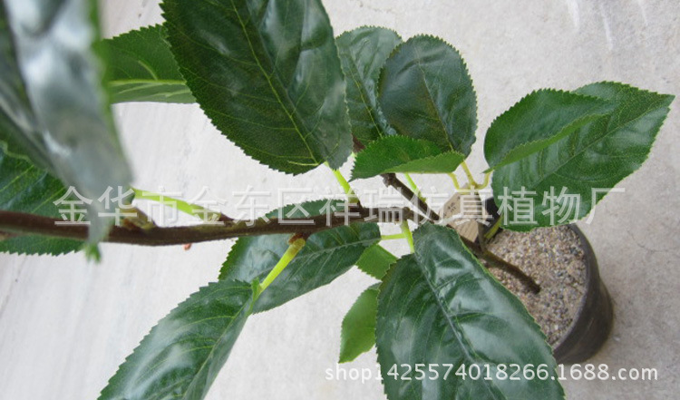 XRB-031梨叶二叉支40叶68CM叶子