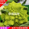 Yellow Tower Caerry Seeds Improved Yellow Malle Pagoda Cauliflower Vercycolic Vegetable Vegetable Seed Spring and Autumn
