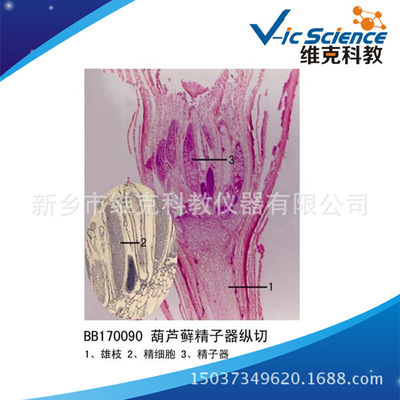 葫蘆藓，精子器縱切 植物 生物學類 苔藓植物 （高等學院教學）