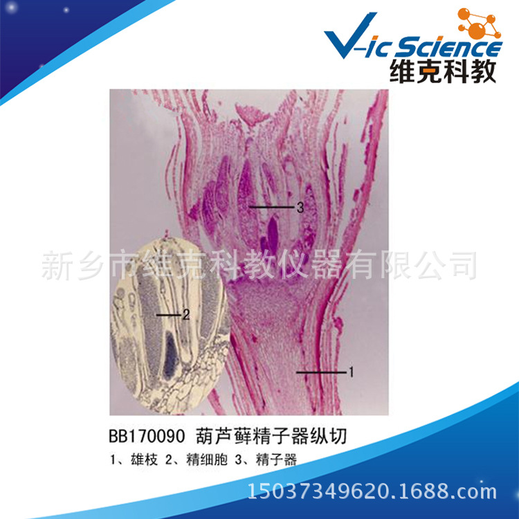 葫蘆藓，精子器縱切 植物 生物學類 苔藓植物 （高等學院教學）