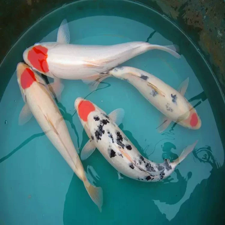 Высококачественные 30 см чистые красные кои, красные кои, трехцветные кои, японские красные кои, красно-белые декоративные рыбы, живые рыбы фэн-шуй