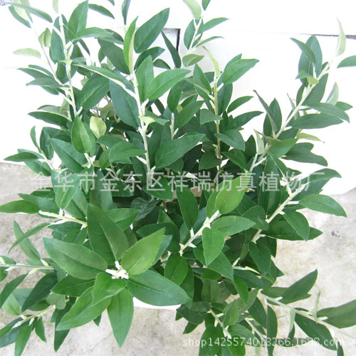 五叉支沙枣叶90叶70CM叶子