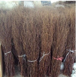 雲龍柳干花圖片 海量高清雲龍柳干花圖片大全 阿里巴巴