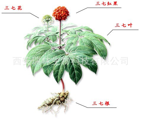 三七根提取物 三七皂甙 三七总皂苷 80%含量 现货 量大从优-阿里巴巴