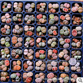 批发石生花 仙人多肉植物PP花 屁股花微景迷你观桌面盆栽规格齐全