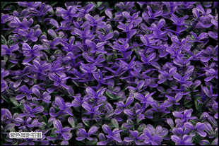 �����¿��~���b�ˮ�����쾰���Ϸ���ˮ�ݲ�ƺ�����CP43