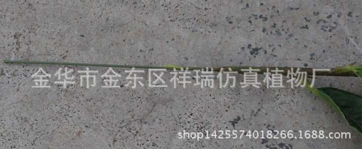 XRB-123单枝都匀毛尖茶叶34叶50厘米6