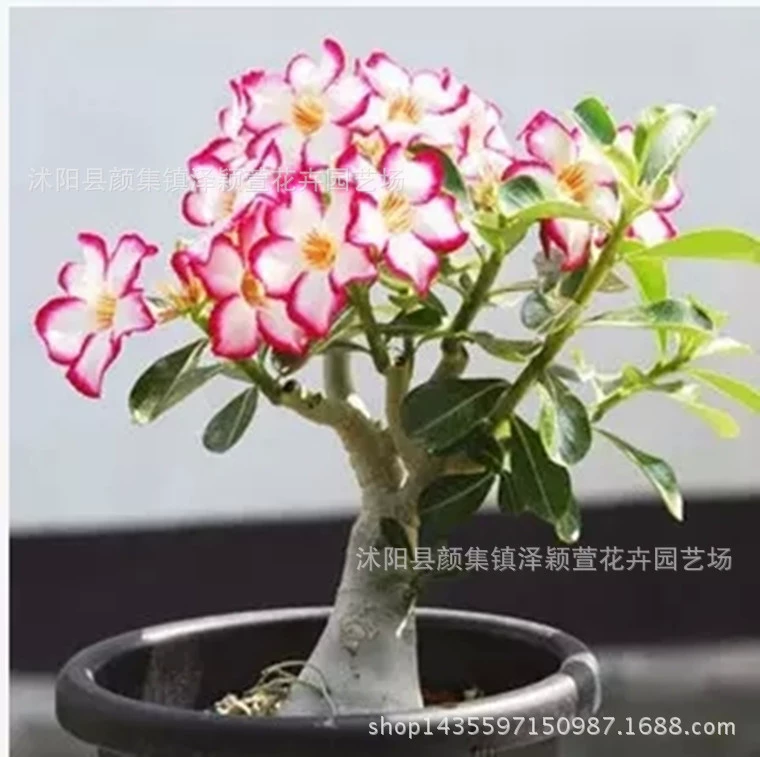 Оптовая мясистые растения Цветок Бонсай маленький горшок пустынная Роза горшечные Цветочные растения Большие выгодно