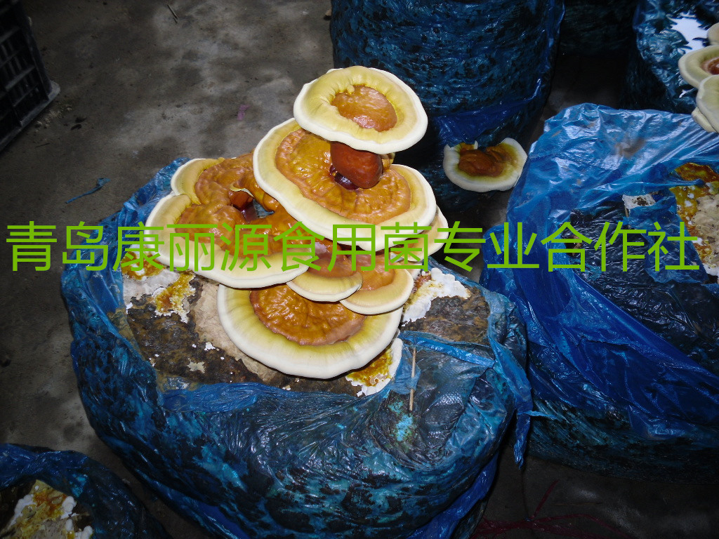 山东青岛出口韩国灵芝菌棒，灵芝菌包