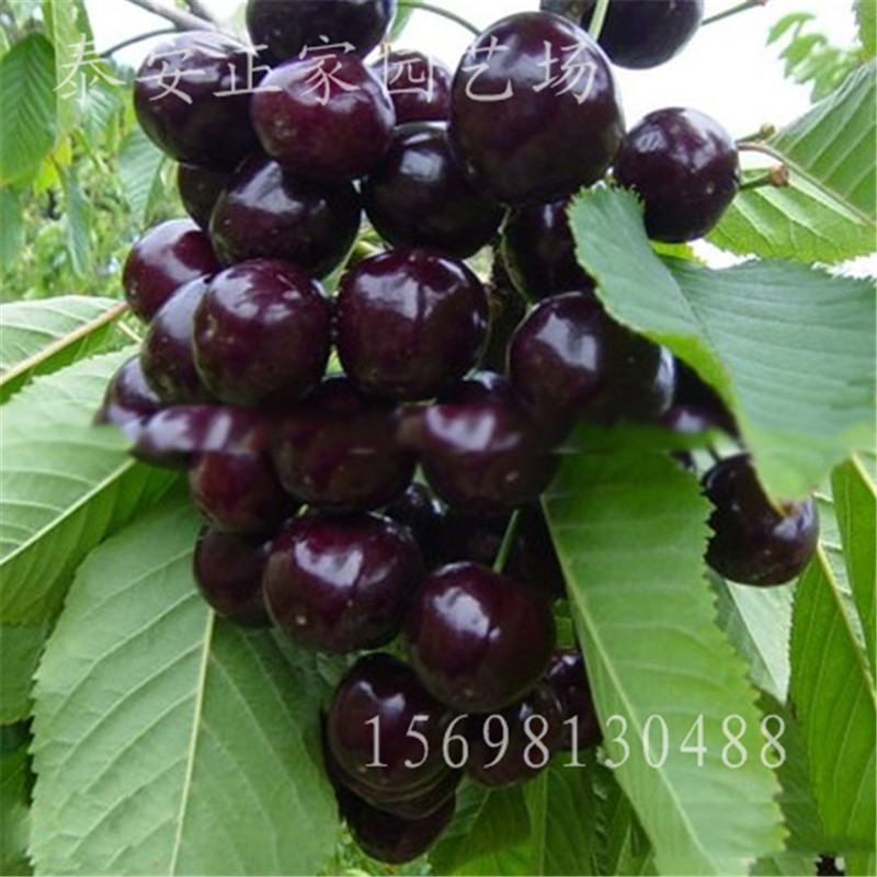 d0660b0cba31a4cafb6d7473551a_5