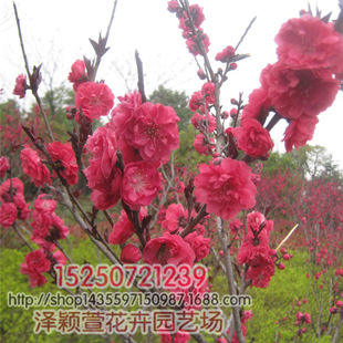 ���l���̾G���� ���~�� ����ͥԺ �@�־G�� �е��� Ҏ��ȫ