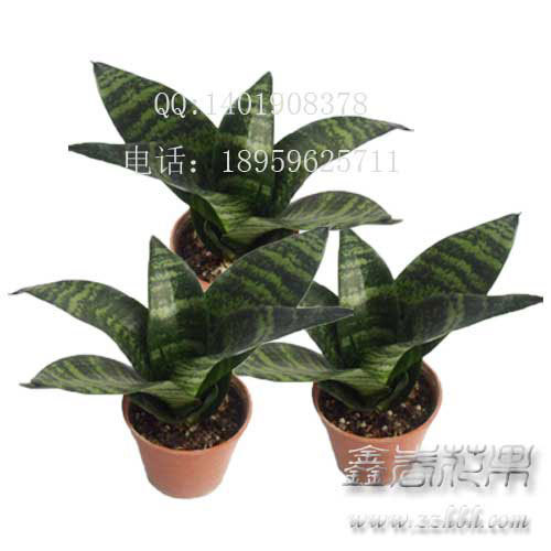 青叶虎尾兰批发稀有品种虎皮兰漳州虎皮兰出口基地水培植物 阿里巴巴