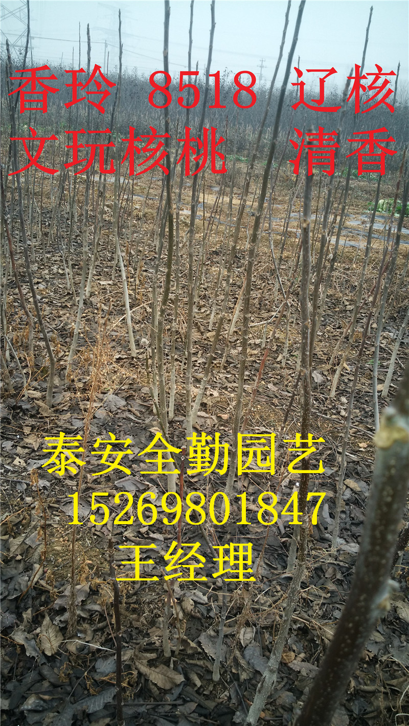 核桃苗IMG_20151201_104724_副本