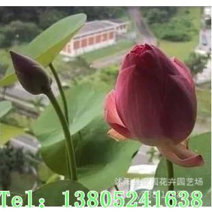 ���lˮ������ �ɻ��N�K ��ɏ�Nź����t��ˮ��ֲ�� �ɻ��N��