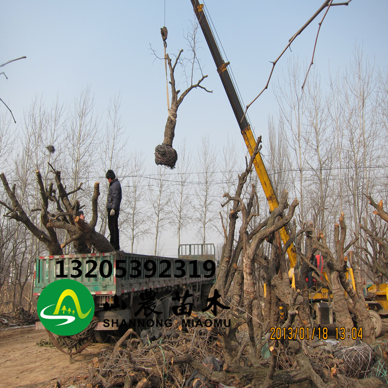 金丝枣树 种植基地直供 品质好 价格优 枣树木材 40公分占地枣树