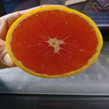 红肉脐橙价格_最新红肉脐橙价格\/批发报价_红