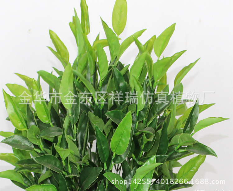XRS-031盆栽橄榄叶343叶50厘米叶子