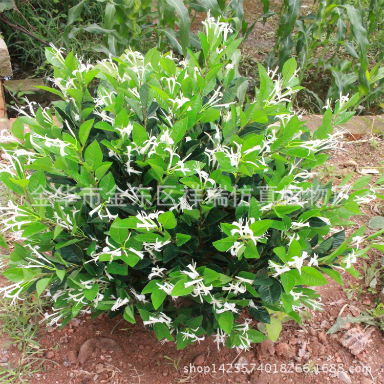 XRS-097金银花树1米花叶2