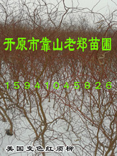 東北遼寧供應 北方彩色景觀樹 美國變色龍須柳 定植龍須柳小苗
