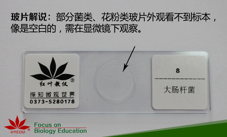 空白玻片解说