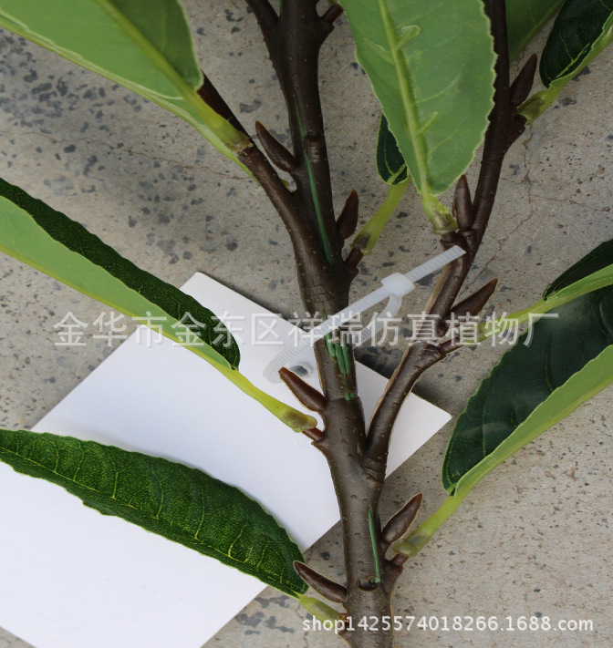 XRB-124四叉枝都匀毛尖茶叶36叶50厘米6