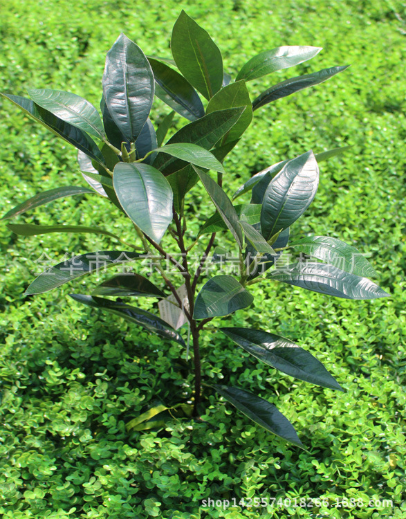 紫荆木叶五叉枝39叶枝整体1