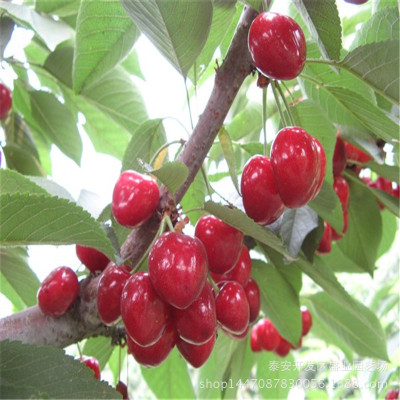 水晶樱桃_樱桃苗 水晶樱桃树苗哪里 嫁接繁育