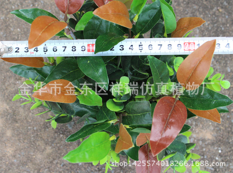 XRS-111迷你小盆栽红叶36叶35厘米5