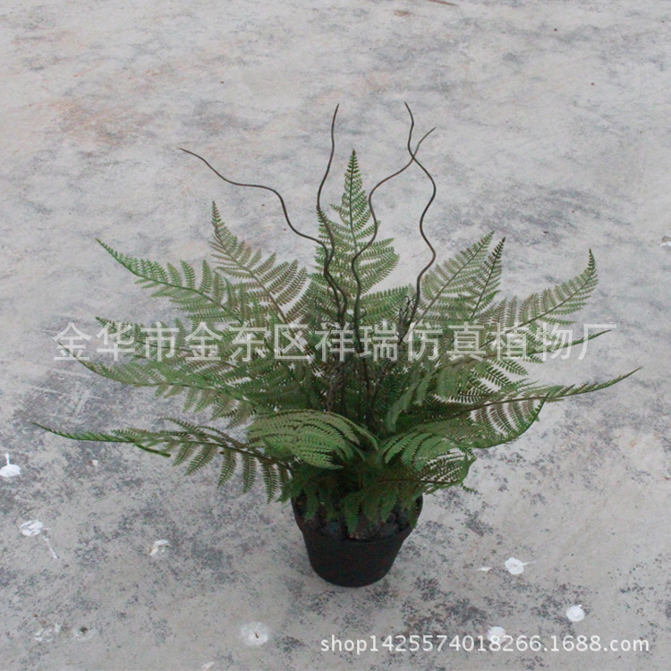 XRS-100盆栽华东蕨12叶60厘米